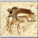 Philonicus albiceps - Sand-Raubfliege m03 18mm.jpg